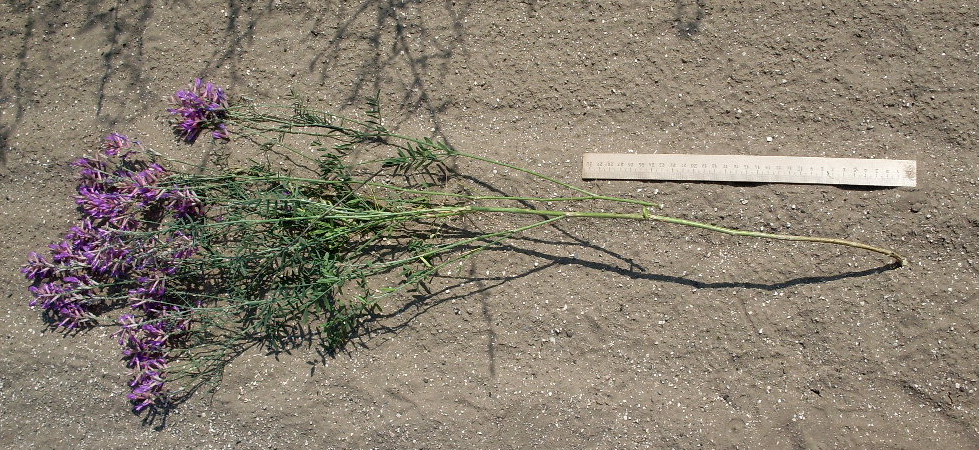 Image of Astragalus varius specimen.