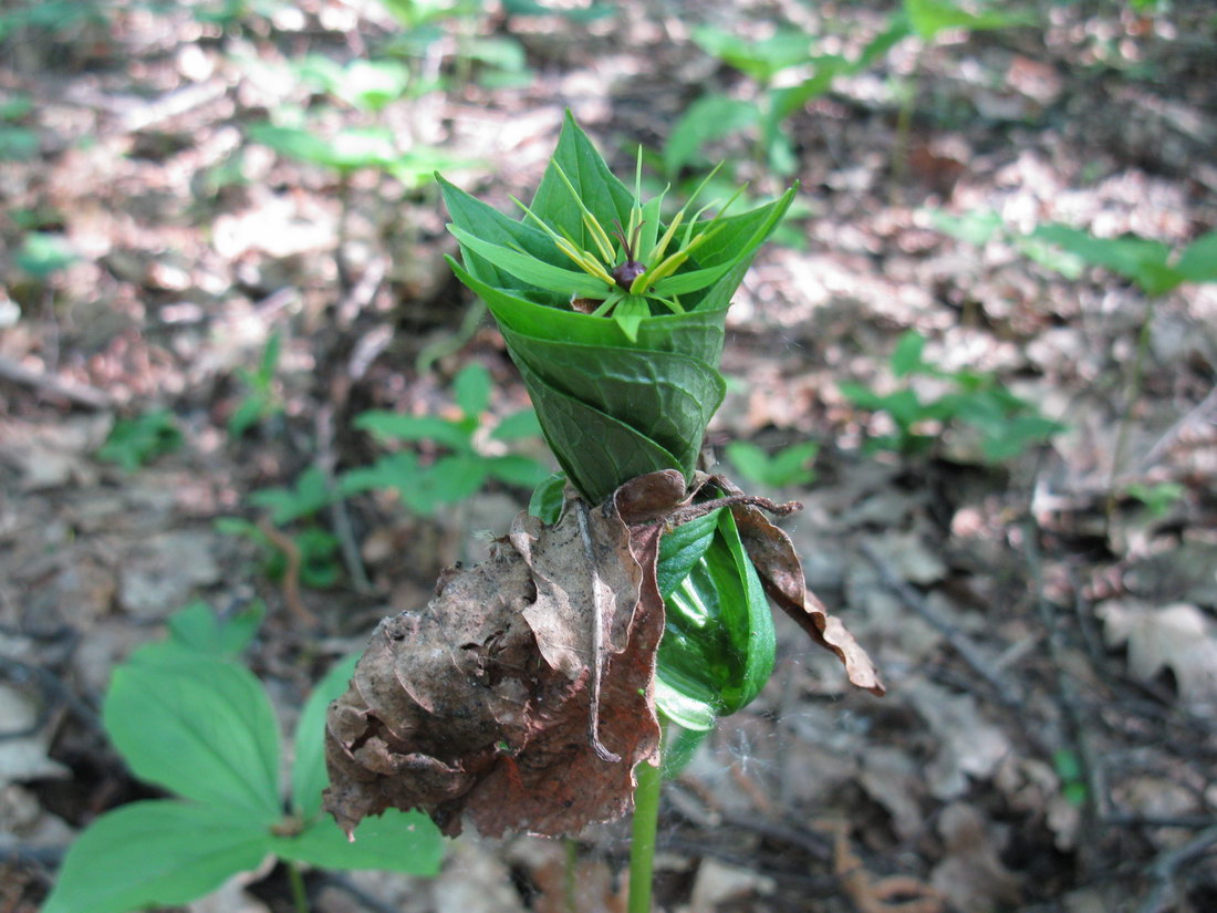 Image of Paris quadrifolia specimen.