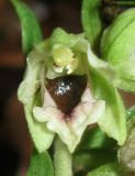 Epipactis krymmontana. Цветок. Крым, Белогорский р-н, окр. с. Земляничное, буково-грабовый лес. 23 июня 2013 г.