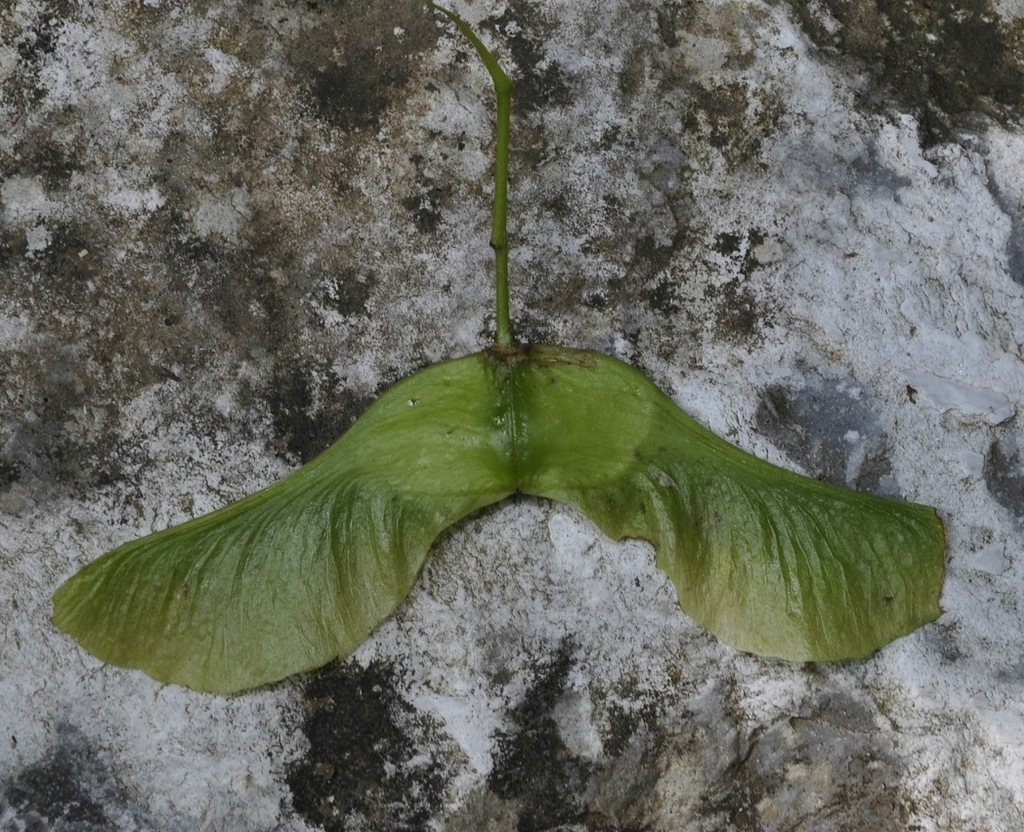 Image of Acer platanoides specimen.