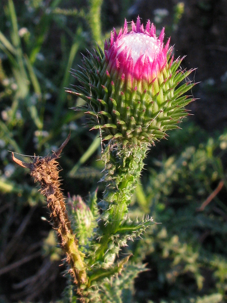 Image of genus Carduus specimen.