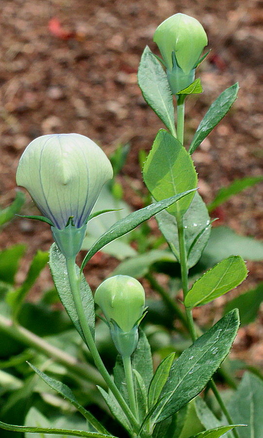 Изображение особи Platycodon grandiflorus.