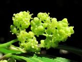 Cocculus laurifolius. Соцветие. Абхазия, г. Сухум, ботанический сад. 12.06.2012.