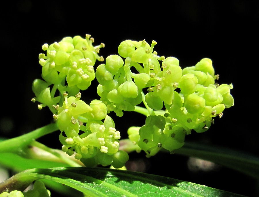 Image of Cocculus laurifolius specimen.