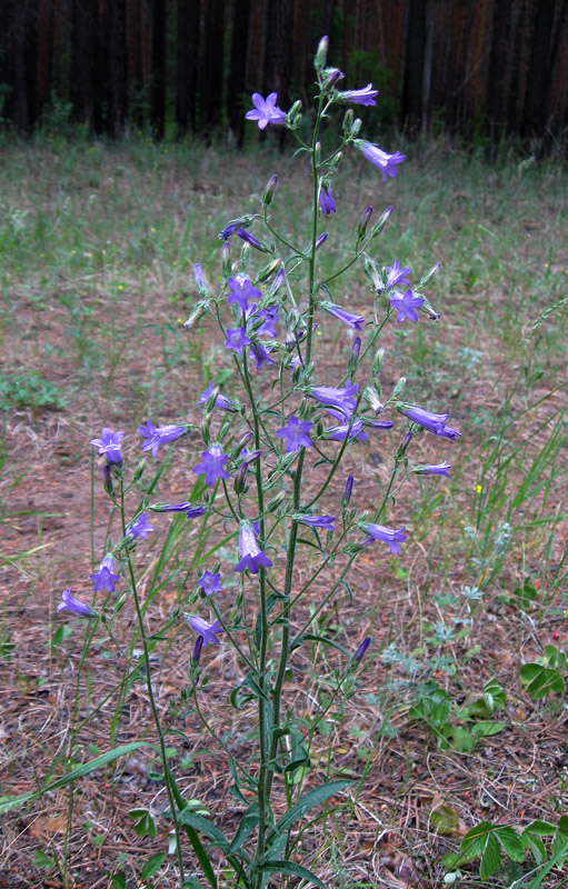 Image of Campanula sibirica specimen.