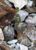 Galeopsis ladanum. Цветущее и плодоносящее растение среди скальных обломков на берегу оз. Байкал. Иркутская обл., Слюдянский р-н, окр. порта Байкал. 27.09.2013.