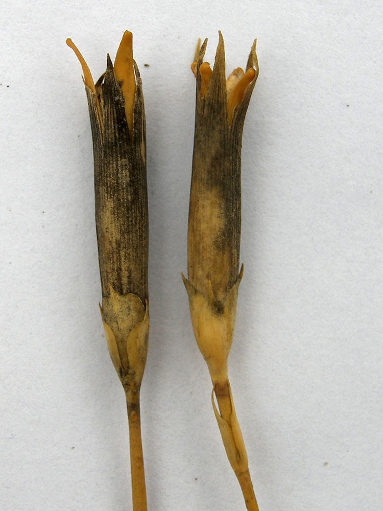 Image of Dianthus lanceolatus specimen.