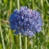 Allium caeruleum