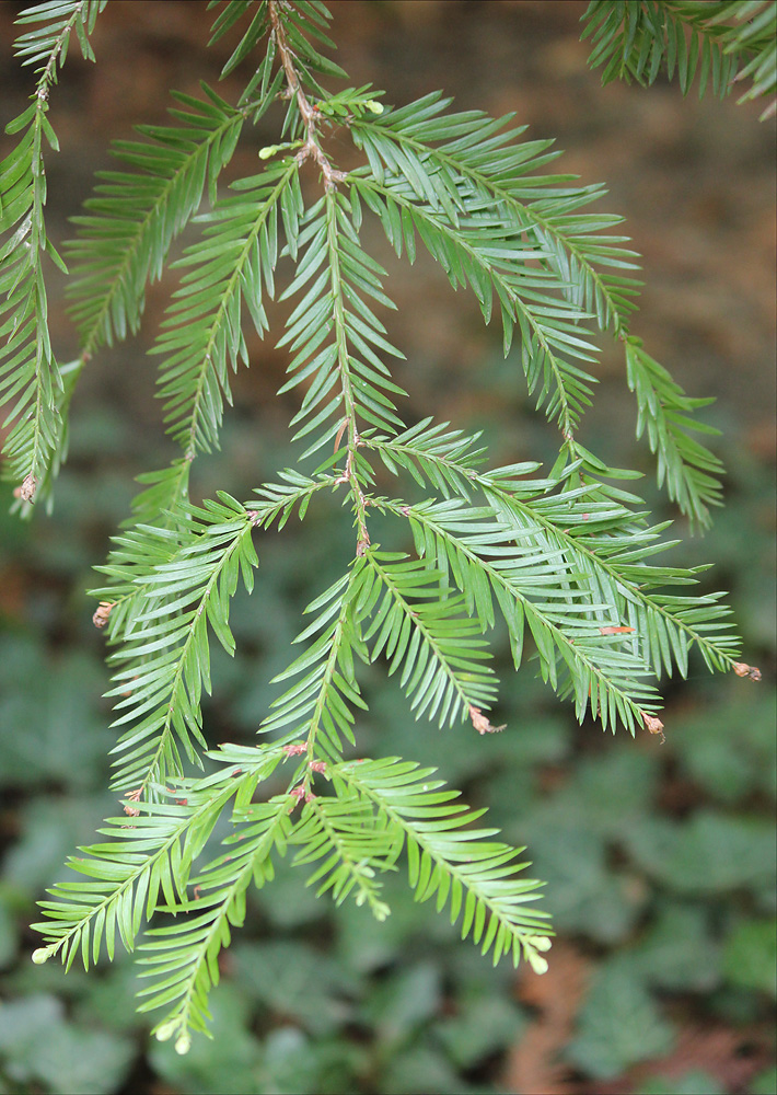 Image of Sequoia sempervirens specimen.