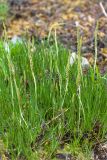Triglochin maritima