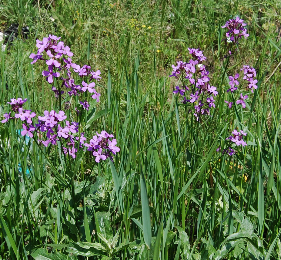 Image of Hesperis matronalis specimen.