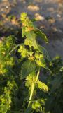 Mercurialis annua