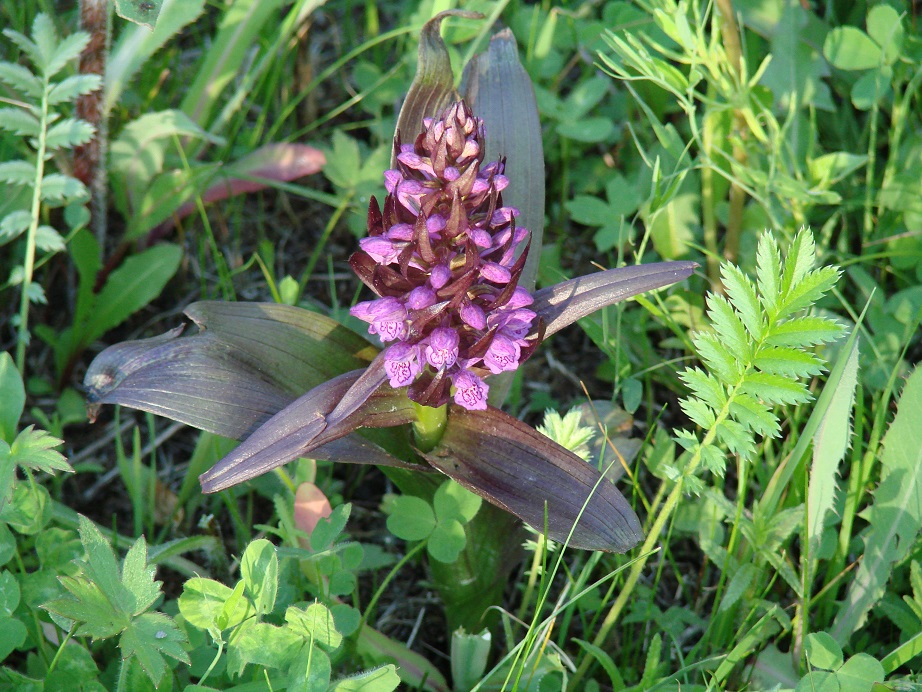 Изображение особи Dactylorhiza incarnata.