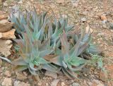 Aloe perryi. Вегетирующие растения. Сокотра, плато Хомхи. 29.12.2013.