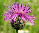 Centaurea scabiosa