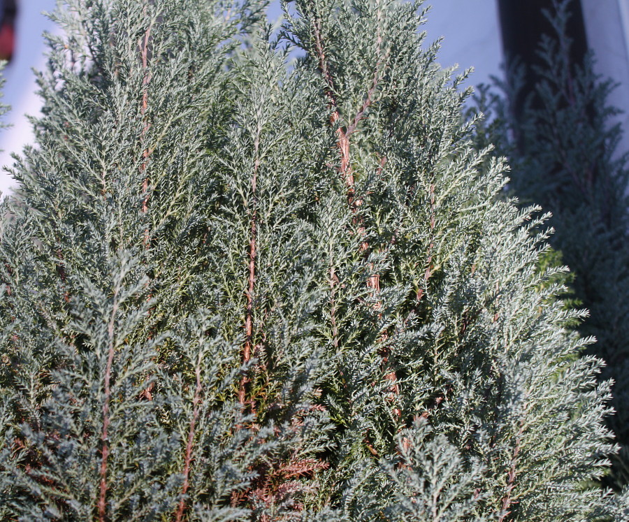 Изображение особи Juniperus communis.