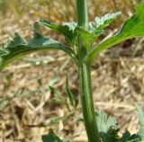 Verbena officinalis