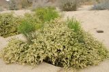 Ambrosia salsola. Цветущее и плодоносящее растение. США, Калифорния, Joshua Tree National Park. 19.02.2014.