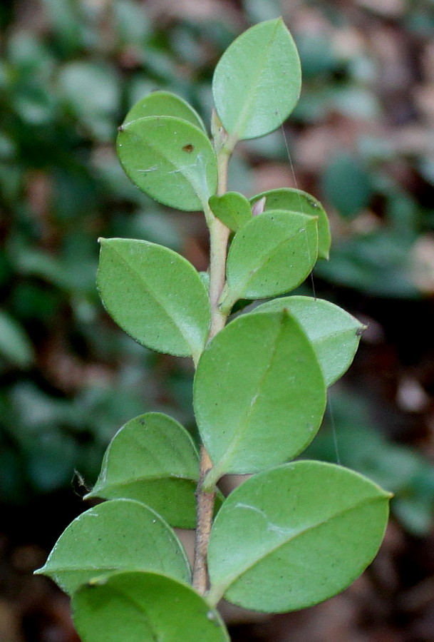 Изображение особи Myrceugenella apiculata.