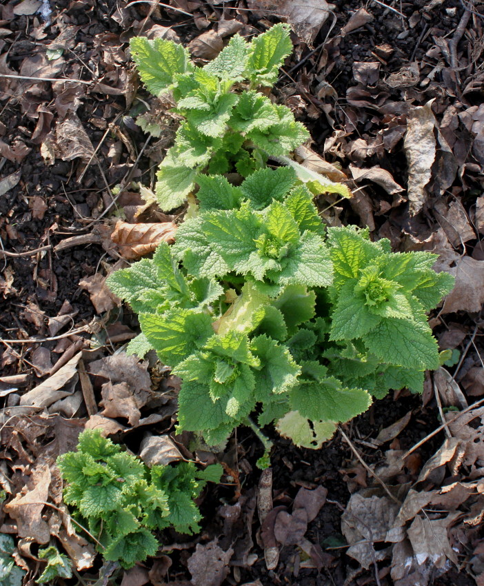 Image of Scrophularia vernalis specimen.