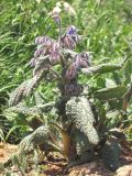 Borago officinalis