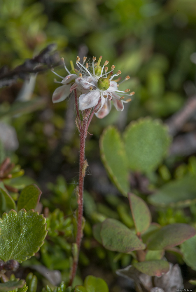 Изображение особи Bryanthus gmelinii.