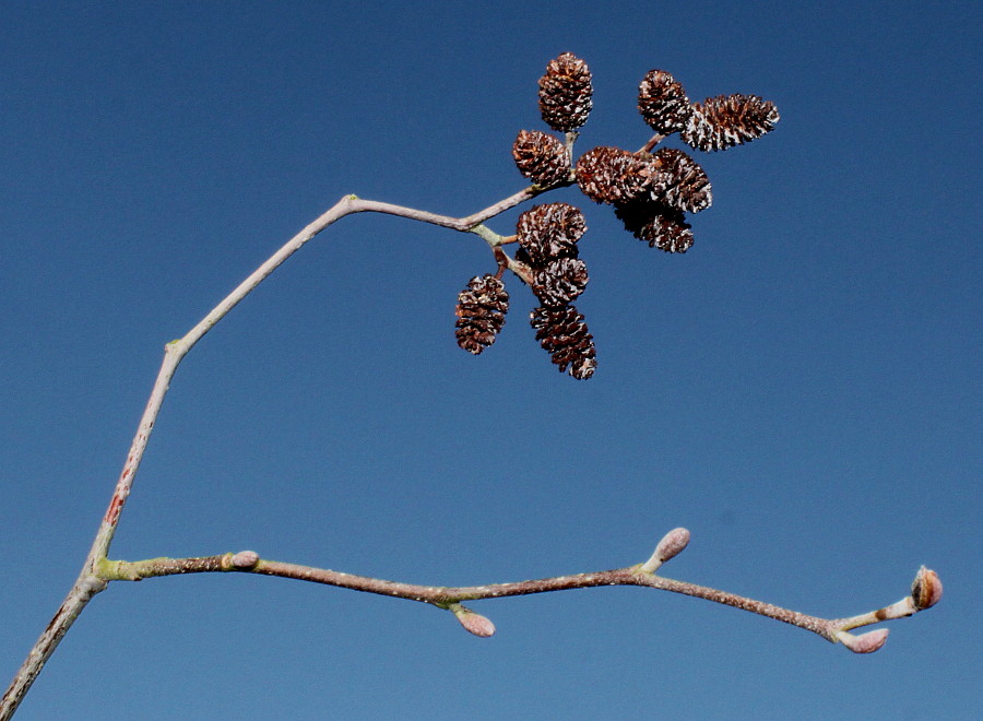 Image of Alnus incana ssp. rugosa specimen.