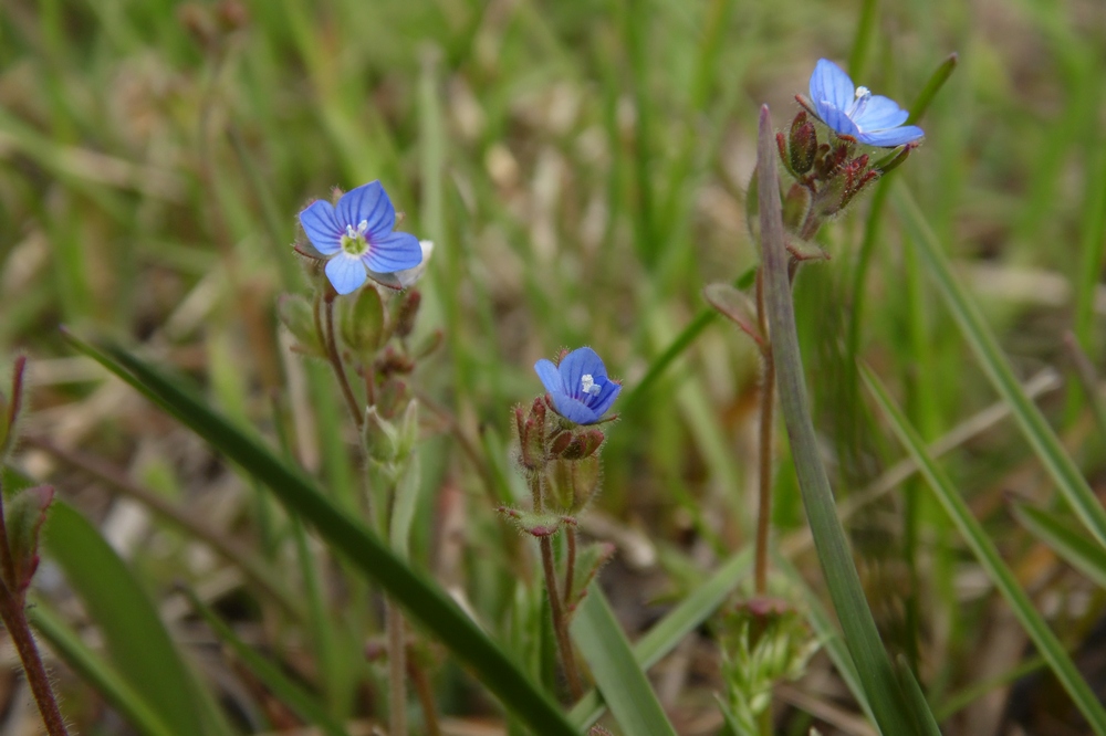 Image of Veronica praecox specimen.