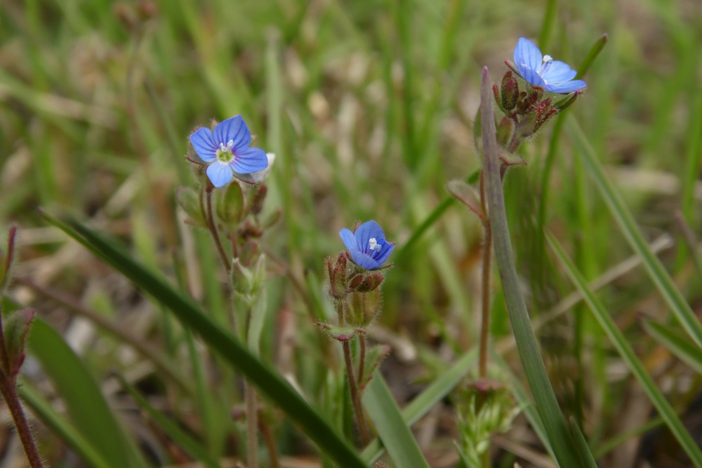 Image of Veronica praecox specimen.