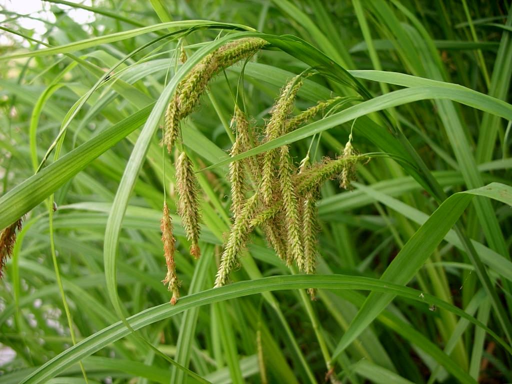 Image of genus Carex specimen.