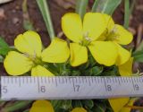 Erysimum hieraciifolium. Часть соцветия. Владивосток, Ботанический сад-институт ДВО РАН. 9 мая 2014 г.