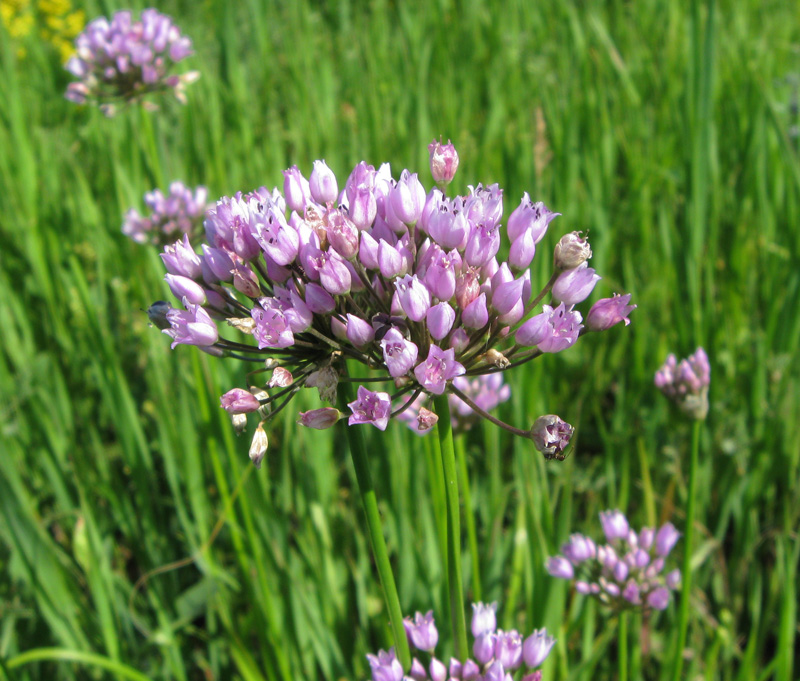 Изображение особи Allium angulosum.
