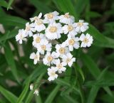 Achillea biserrata