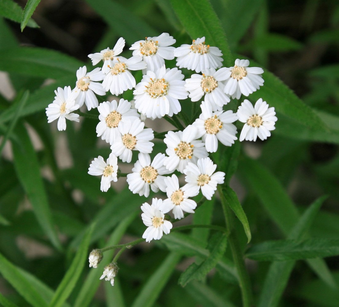 Image of Achillea biserrata specimen.