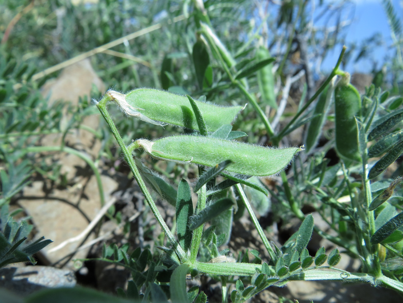 Изображение особи Vicia benghalensis.