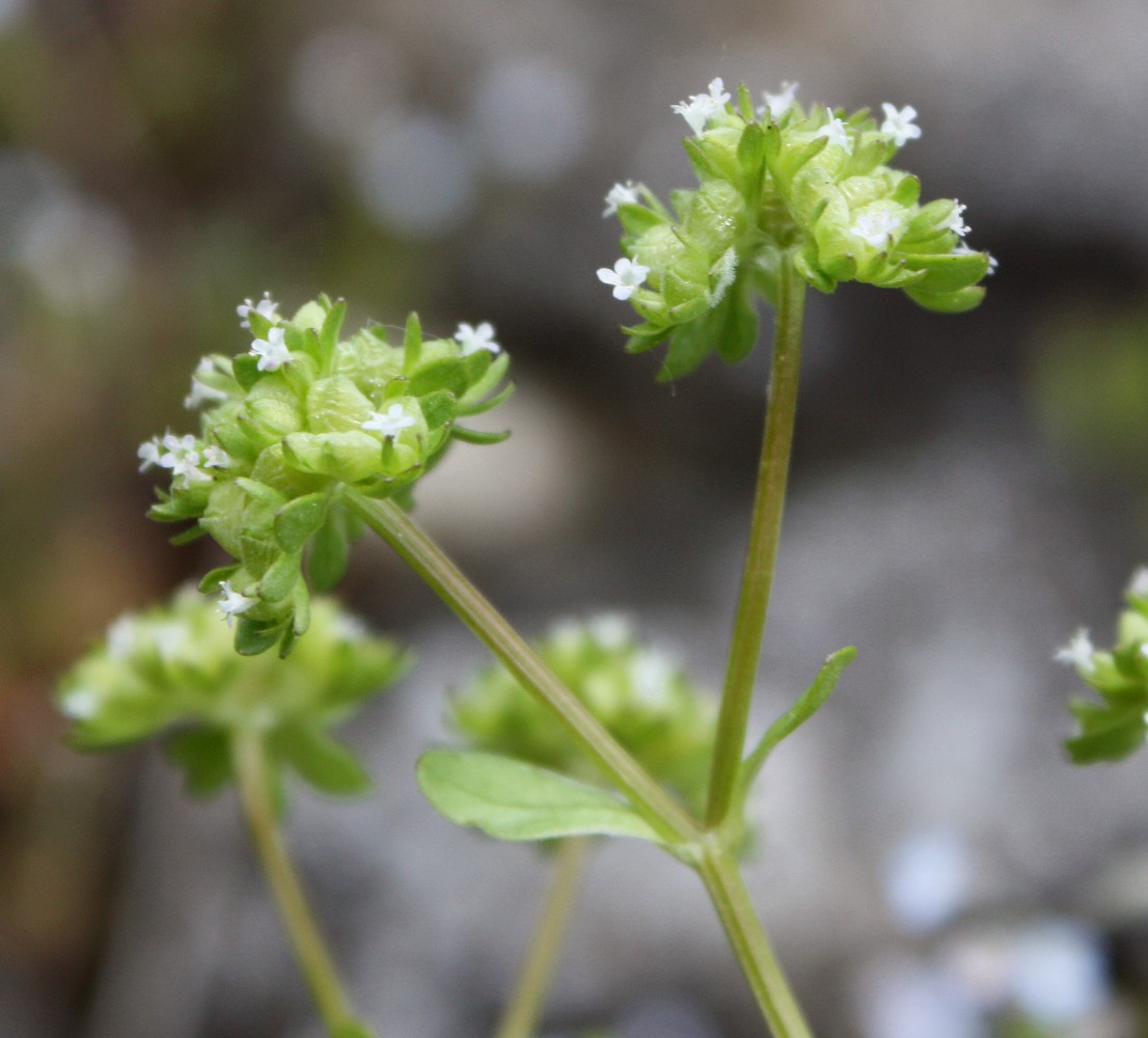 Изображение особи Valerianella locusta.