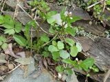 Cardamine regeliana