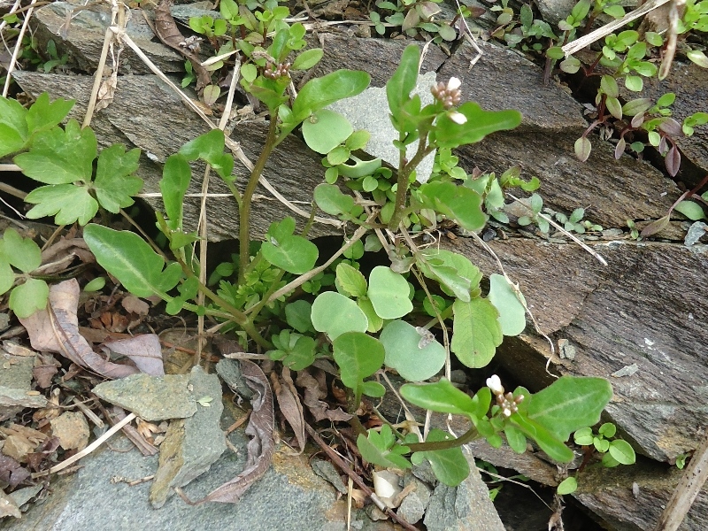 Изображение особи Cardamine regeliana.