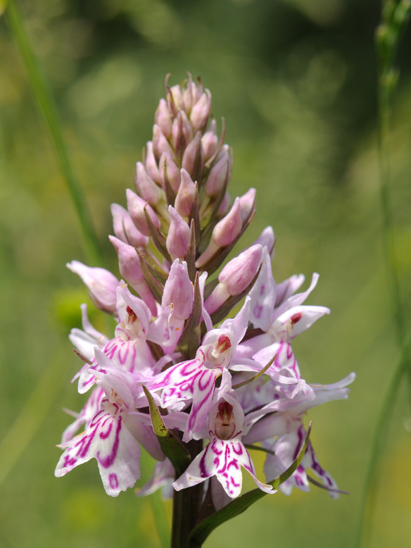 Изображение особи Dactylorhiza fuchsii.