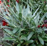 Cheiranthus cheiri