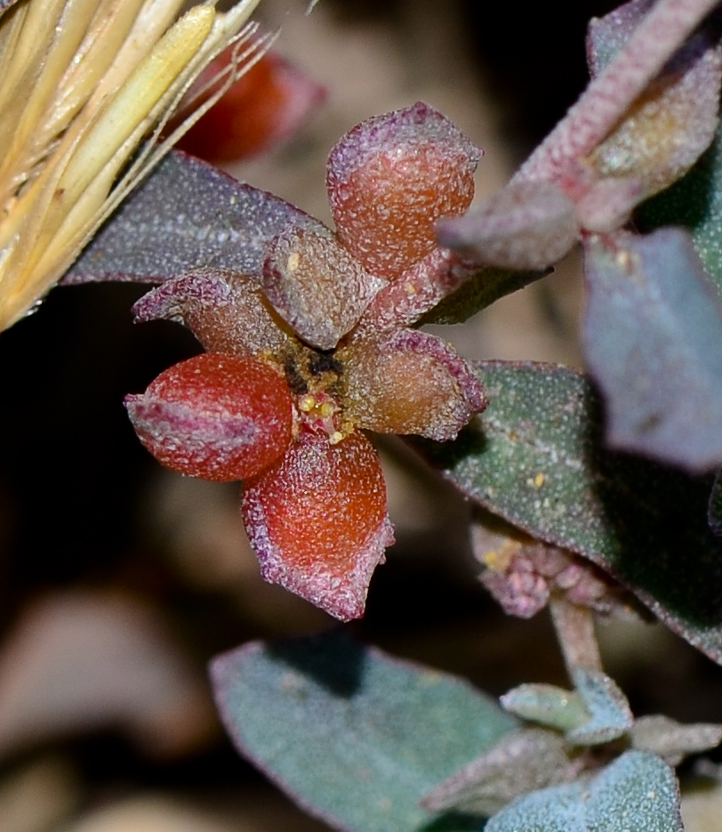 Image of Atriplex semibaccata specimen.