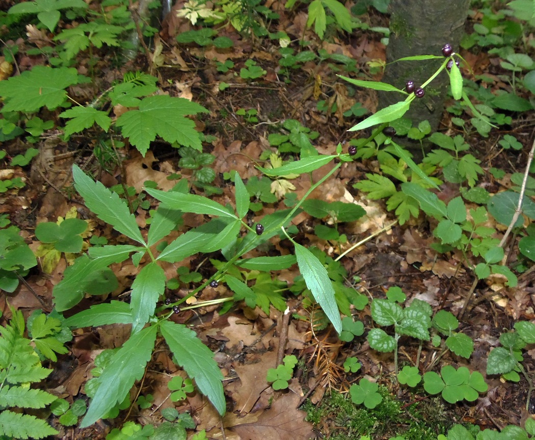 Image of Cardamine bulbifera specimen.