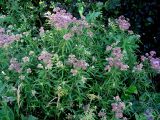 Eupatorium cannabinum