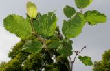 Corylus californica. Веточка. Германия, г. Дюссельдорф, Ботанический сад университета. 02.06.2014.