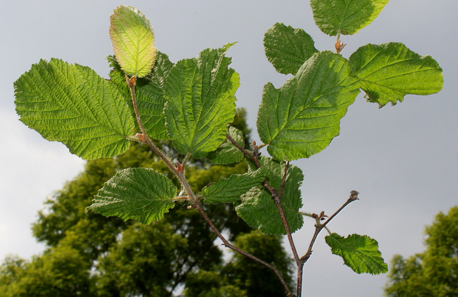 Изображение особи Corylus californica.