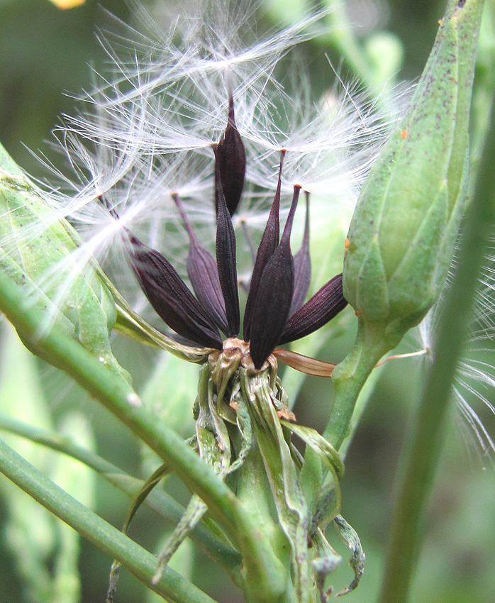 Image of Lactuca quercina specimen.