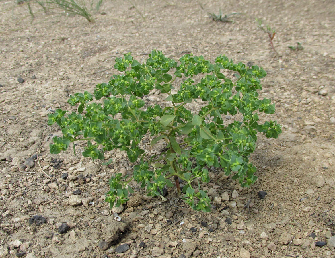 Image of Euphorbia falcata specimen.