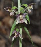 Epipactis helleborine ssp. degenii