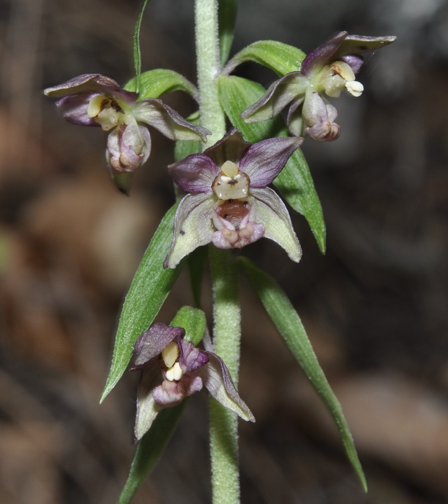 Изображение особи Epipactis helleborine ssp. degenii.