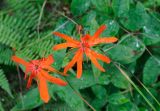 Lychnis fulgens